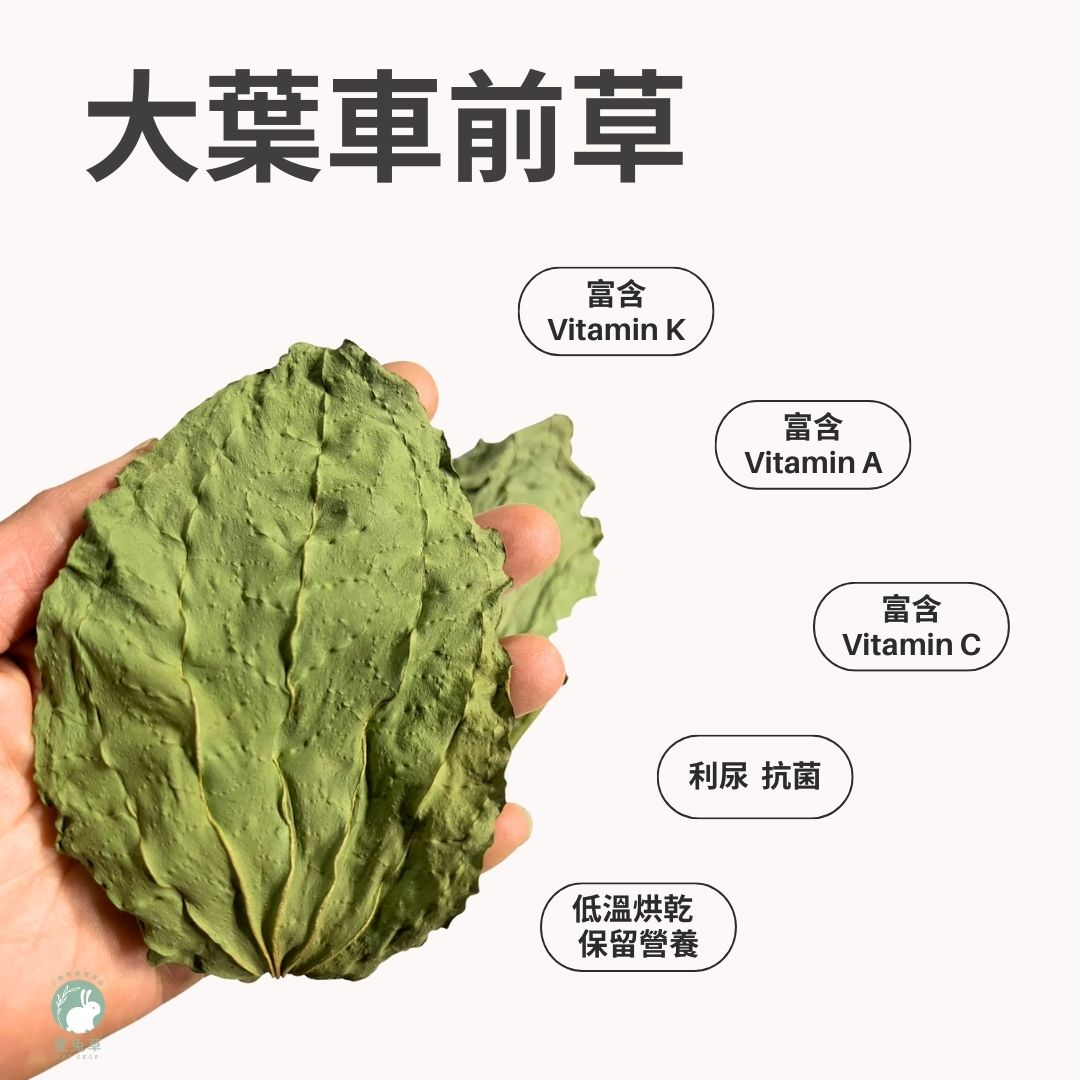 Alternative view of 大葉車前草 台灣產 兔子保健草 車前草 利尿 排尿酸 天竺鼠 兔子 陸龜