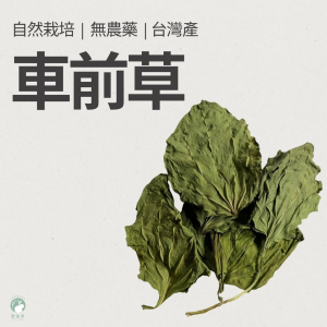 大葉車前草 台灣產 兔子保健草 車前草 利尿 排尿酸 天竺鼠 兔子 陸龜